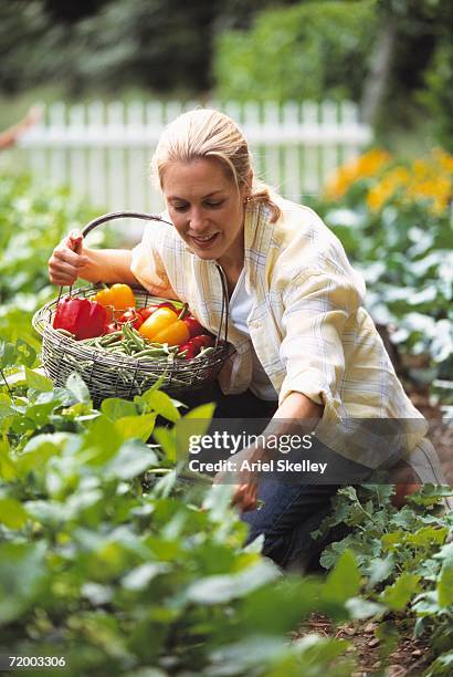 woman gathering vegetables in garden - gele paprika stockfoto's en -beelden