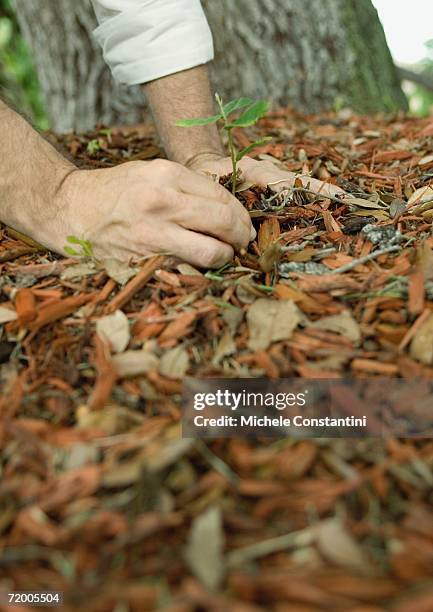 man pulling weeds in mulch, close-up - pulling up weeds stock pictures, royalty-free photos & images