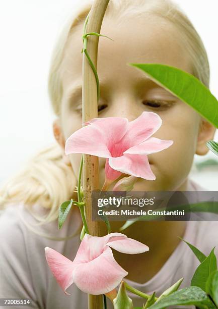 girl looking at mandevilla bloom - mandevilla ストックフォトと画像