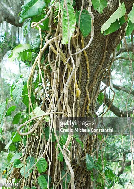 167 Hanging Vines Jungle Stock Photos, High-Res Pictures, and Images -  Getty Images