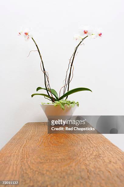 5,489 Flower Base Stock Photos, High-Res Pictures, and Images - Getty Images