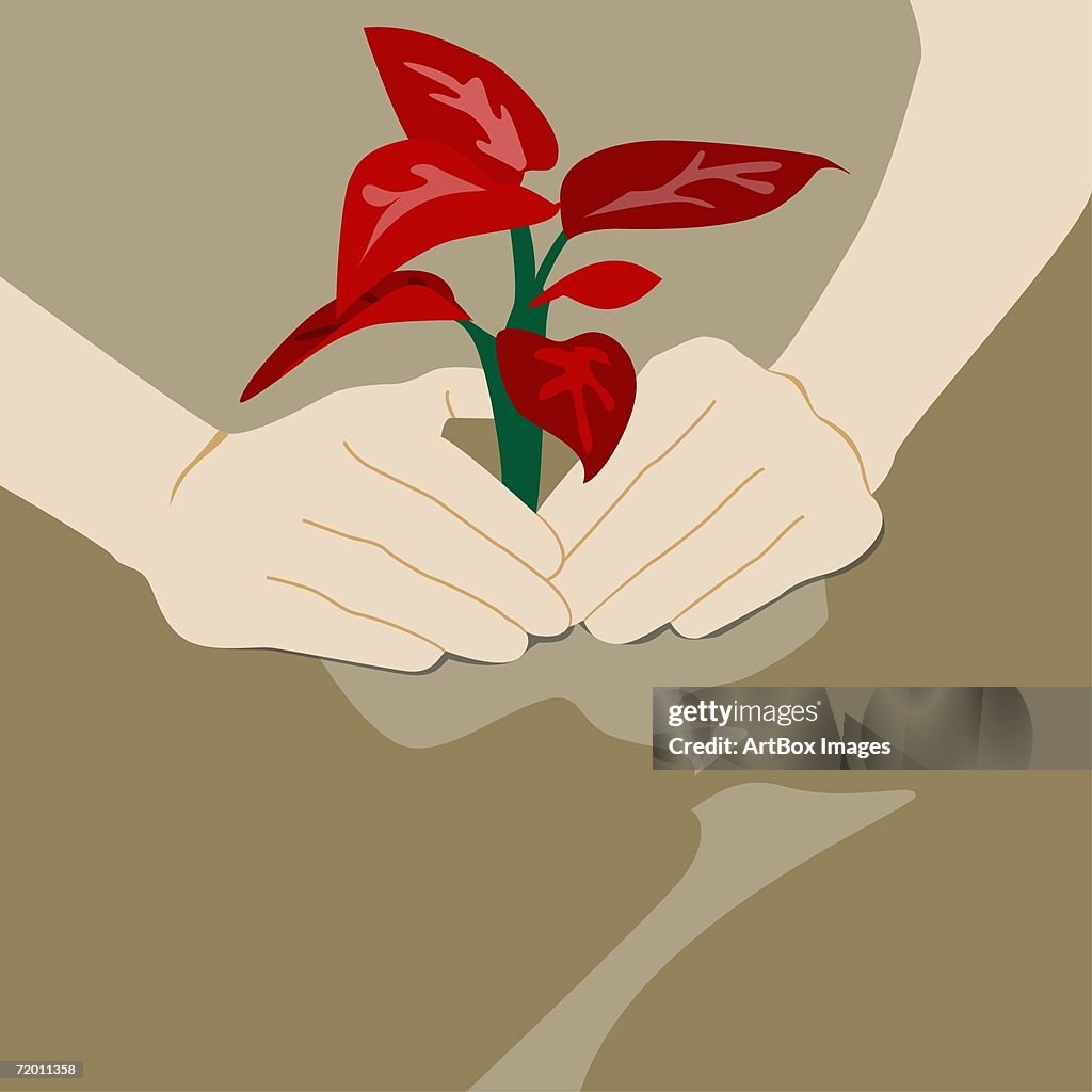 Close-up of a person's hand planting a sapling