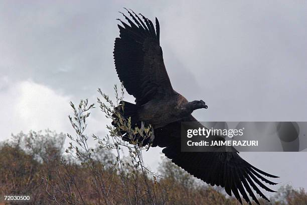 127 Male Andean Condor Stock Photos, High-Res Pictures, and Images ...