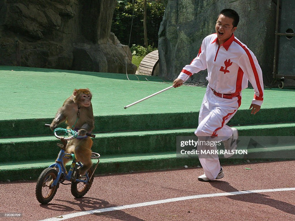 Monkey Bike Racing A monkey rides a bike chased by its trainer during a race against ...