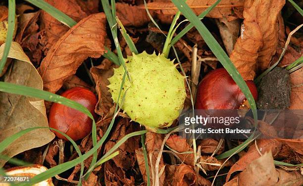 Conkers sit on the ground amongst golden brown leaves that have fallen from chestnut trees in Alexandra Park on October 3, 2006 in London, England....