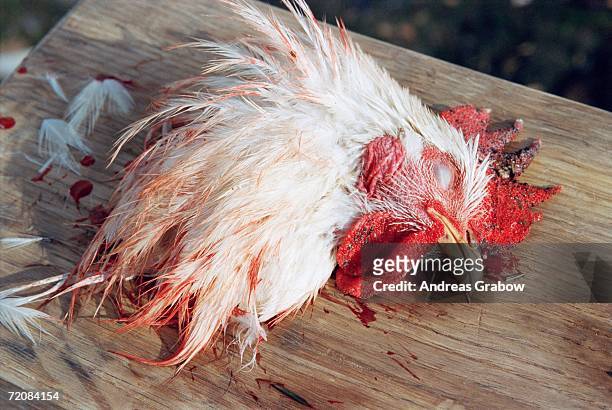 chicken?s head on wooden cutting board - scared chicken stock pictures, royalty-free photos & images
