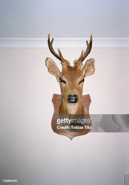 mounted deer's head on wall - hunting trophy stock-fotos und bilder