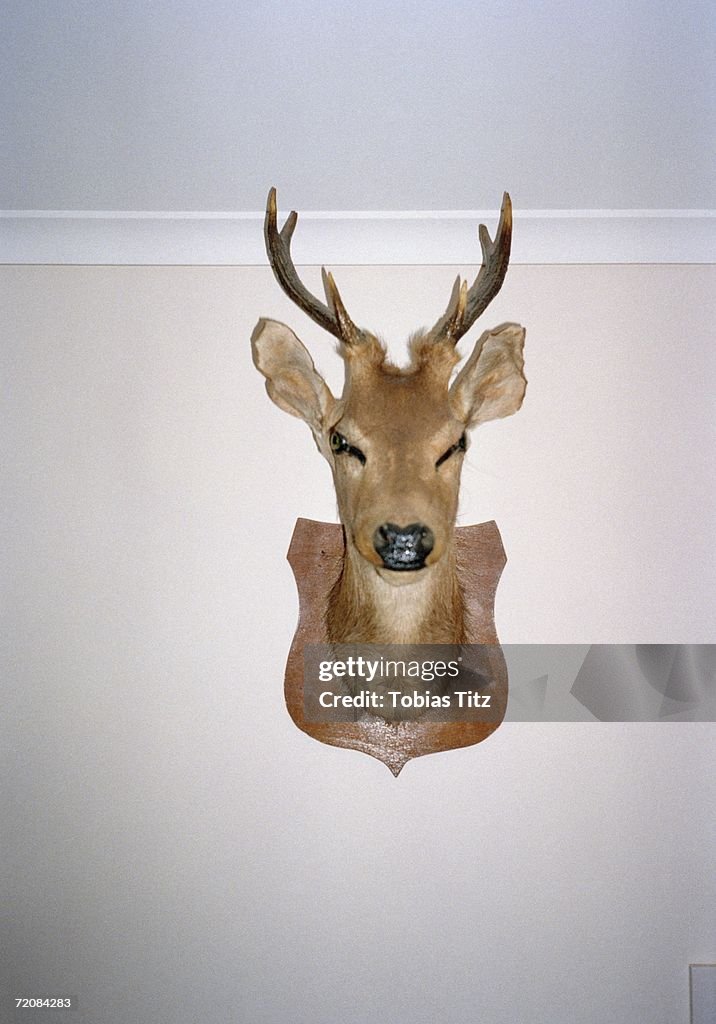 Mounted deer's head on wall