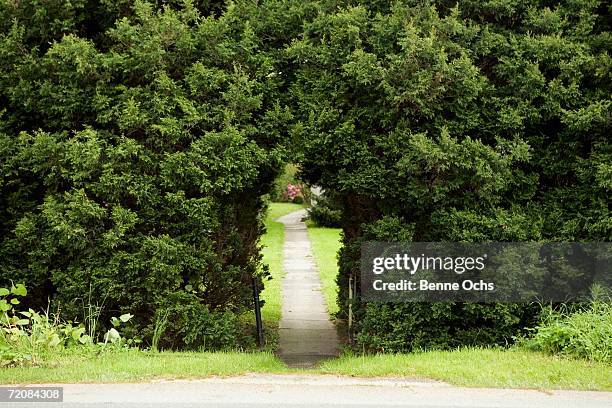 pathway through arch in hedge - overgrown hedge stock pictures, royalty-free photos & images