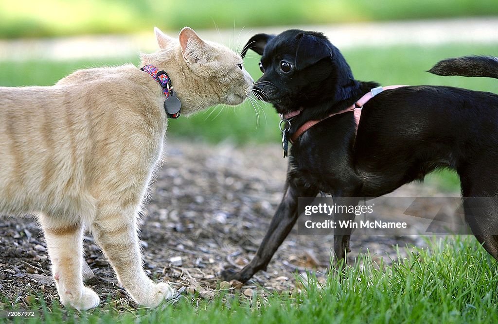 Washington National Cathedral Holds Annual Blessing Of The Animals