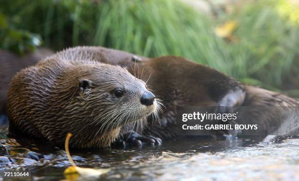 Seattle, UNITED STATES: A River Otter rest in its exhibit at the zoo in Seattle, Washington, 01 October, 2006. The zoo, established in 1899, claims...