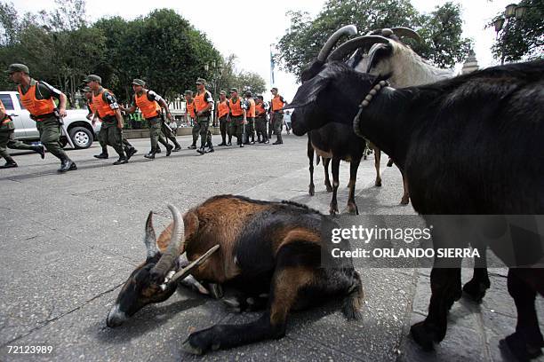 Soldados de reserva del Ejercito de Guatemala asignados a la seguridad del transporte colectivo, pasan junto a un rebano de cabras en Ciudad de...