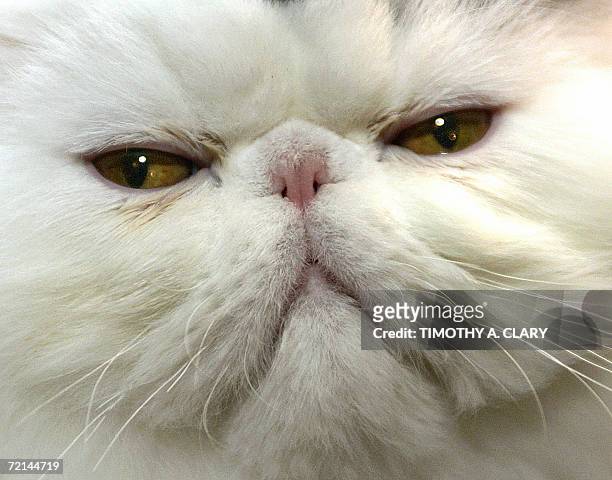 New York, UNITED STATES: A white Persian cat poses for the camera during the press preview 11 October at the 4th Annual CFA Iams Cat Championship...