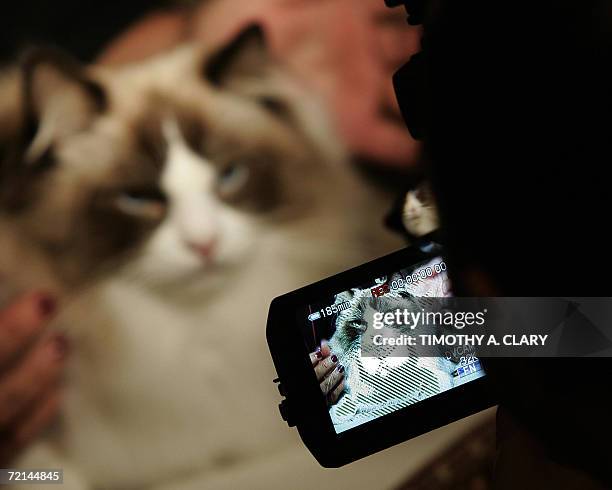 New York, UNITED STATES: A Ragdoll cat looks into a video camera during the press preview 11 October 2006 at the 4th Annual CFA Iams Cat Championship...