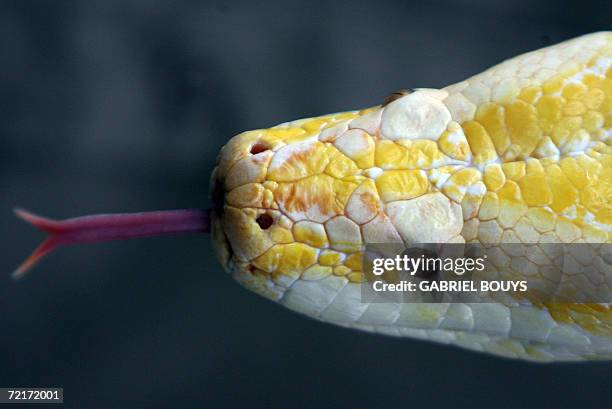 Yellow Brown Python 361 Yellow Python Stock Photos, High-Res Pictures, and Images - Getty ...