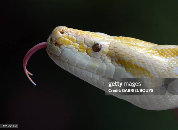 Yellow Brown Python 333 Yellow Python Stock Photos, High-Res Pictures, and Images - Getty ...