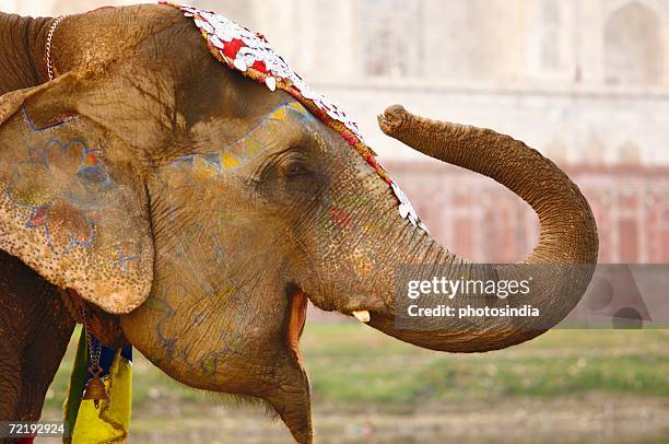 close-up of an elephant, taj mahal, agra, uttar pradesh, india - agra stock-fotos und bilder