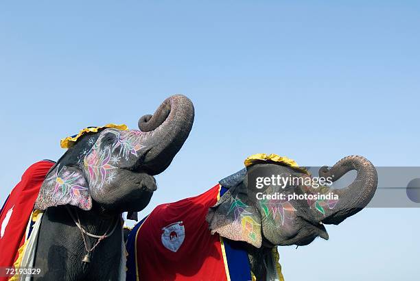 low angle view of painted elephants blowing their trumpets, jaipur, rajasthan, india - indian elephant stock pictures, royalty-free photos & images