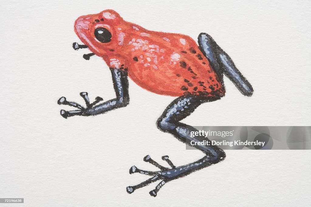 Poison-dart Frogs (Dendrobatidae).