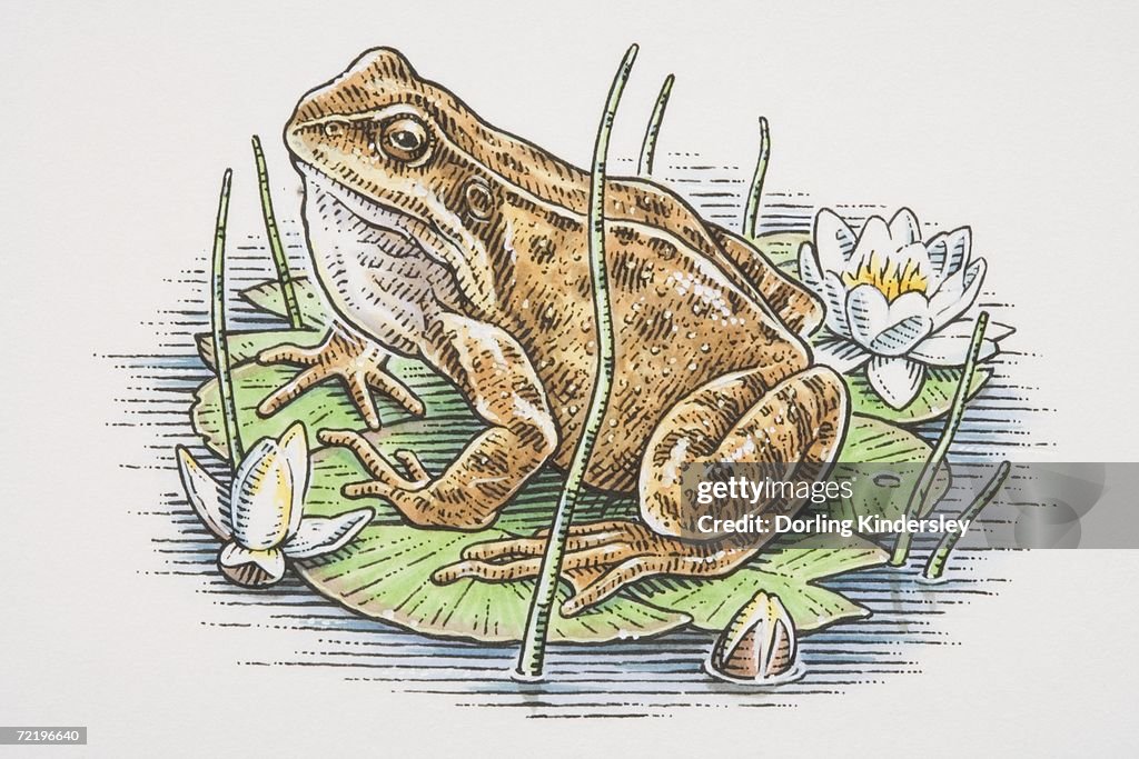 Rana temporaria, European Common Frog perched on water lilly leaf, side view.