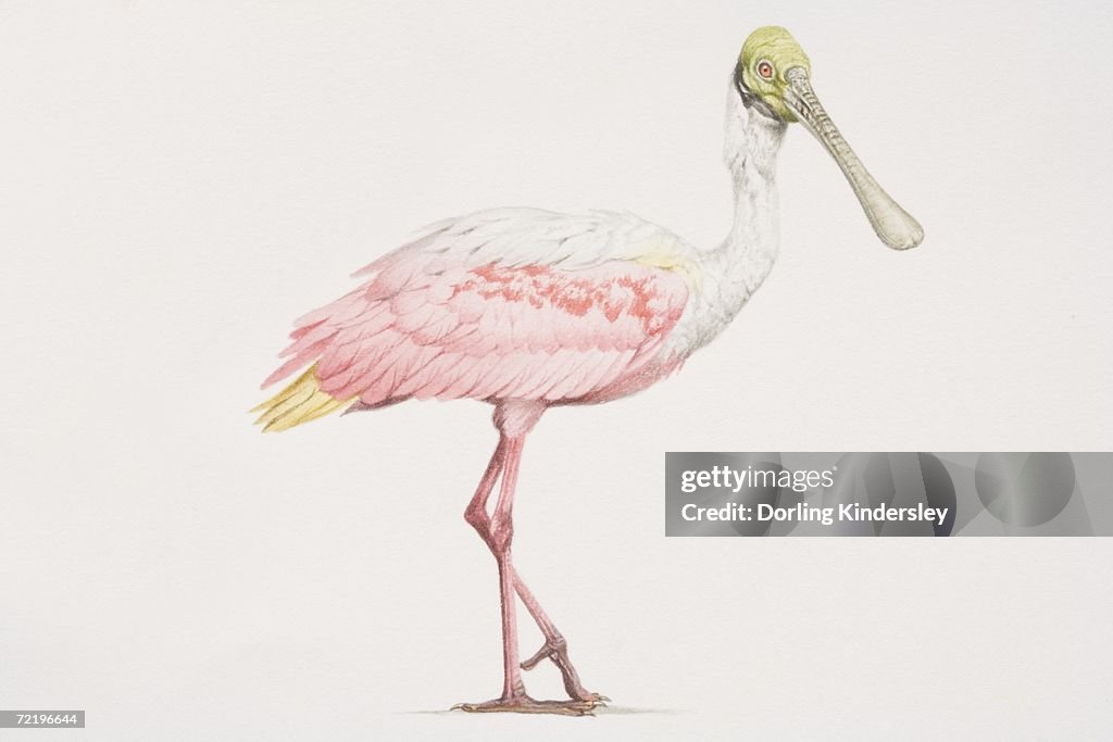Roseate Spoonbill (Ajaia ajaja), tall bird with a pink and white body and a green head and long beak.