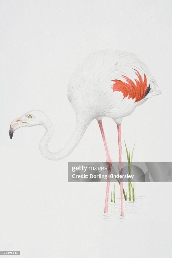 Greater Flamingo (Phoenicopterus ruber), white feathered body with pink feather detail.