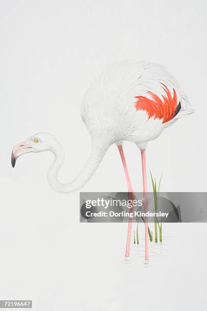 greater flamingo (phoenicopterus ruber), white feathered body with pink feather detail. - greater flamingo stock illustrations