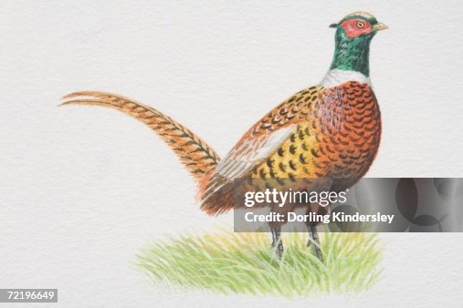 Common Pheasant (Phasianus colchicus), standing on grass, side view. Common Pheasant (Phasianus colchicus), standing on grass, side view.