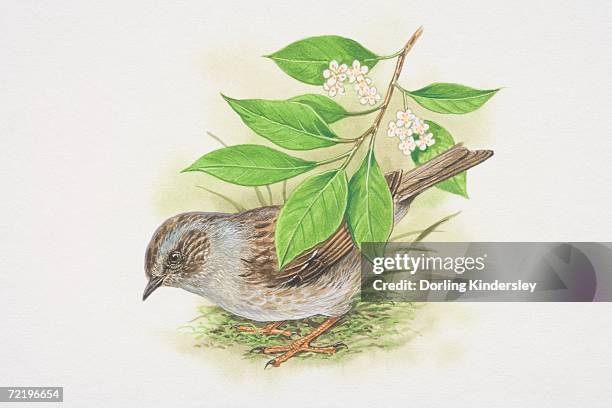 dunnock (prunella modularis), illustration of small brown and grey bird. - prunellidae stock illustrations