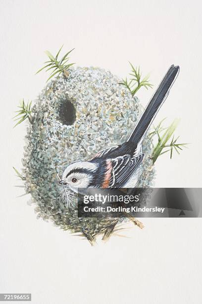 17点のエナガイラスト素材 Getty Images 17点のエナガイラスト素材 Getty Images