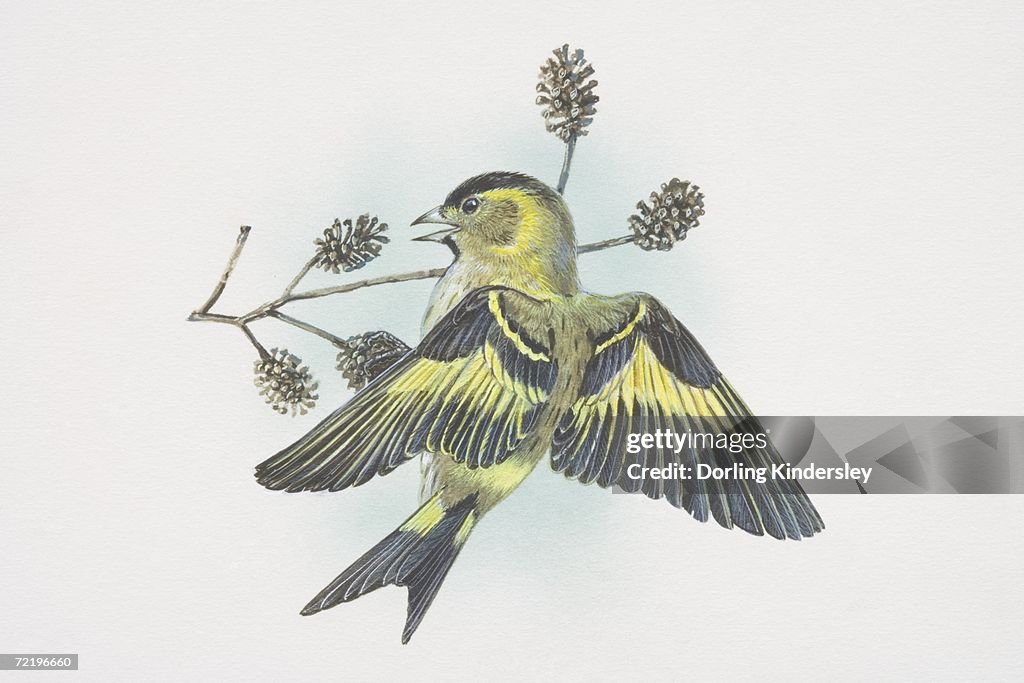 Eurasian Siskin, Carduelis spinus, small, lively finch, distinctly forked tail and long narrow bill, streaky yellow-green body and black crown and bib, yellow patches in the wings and tail.