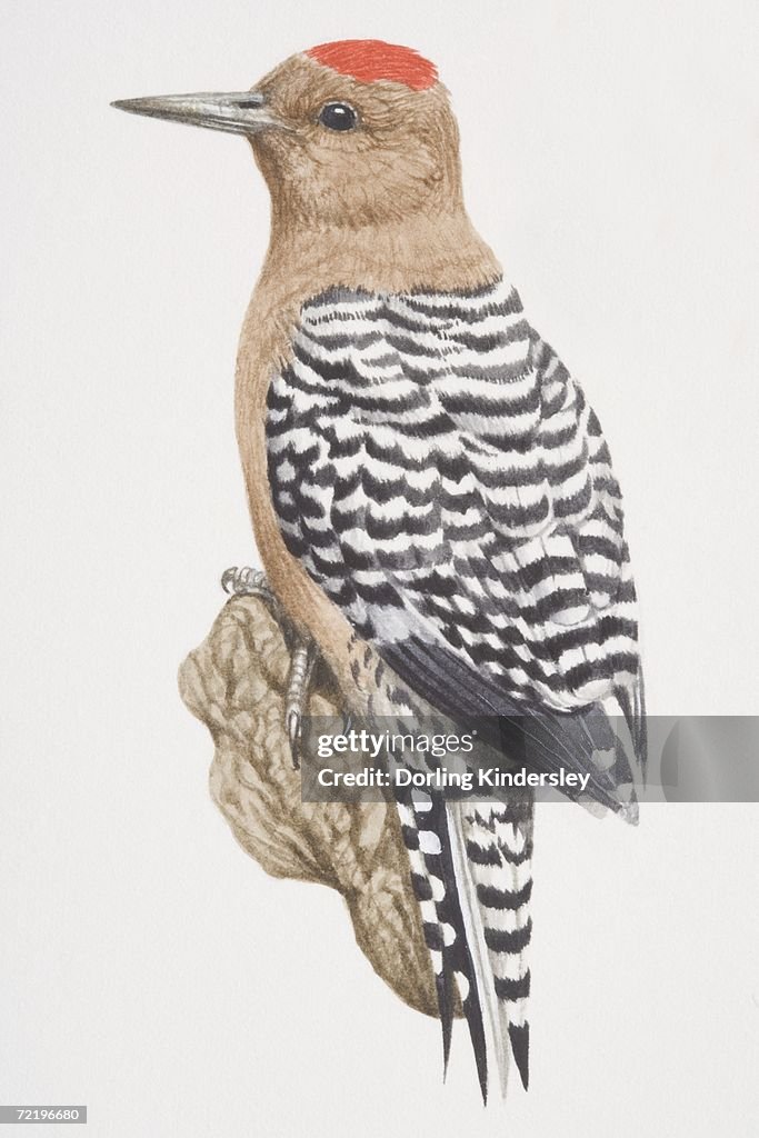Red-bellied Woodpecker (Melanerpes carolinus), black and white striped bird with a reddish brown belly and a red monk-like patch on it's head.