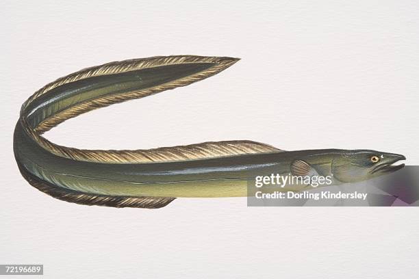 european eel (anguilla anguilla), side view. - aalen stock-grafiken, -clipart, -cartoons und -symbole