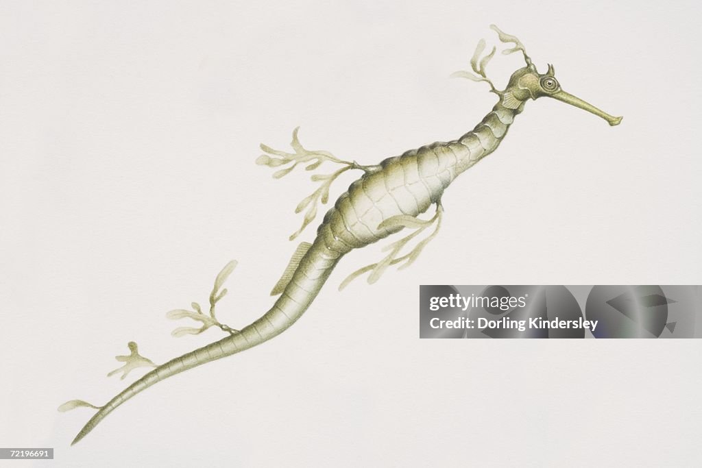 Weedy Seadragon (Phyllopteryx taeniolatus), a long sea weed like dragon.