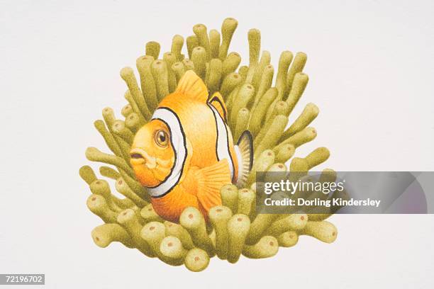 clownfish among sea anemone. - symbiotic relationship stock illustrations