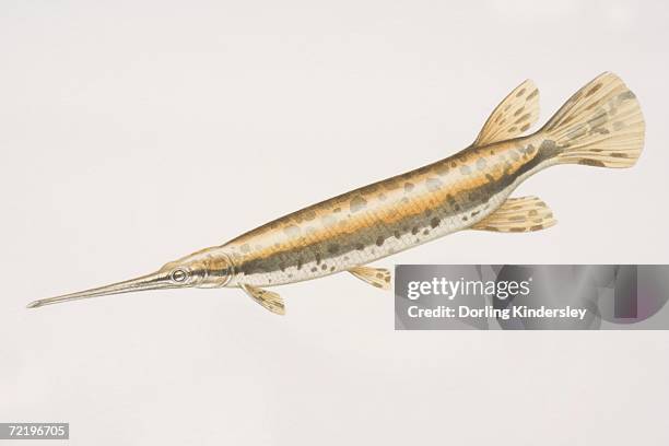 longnose gar (lepisosteus osseus), long fish with a long horn like mouth and golden skin with brown blotches. - longnose gar stock illustrations