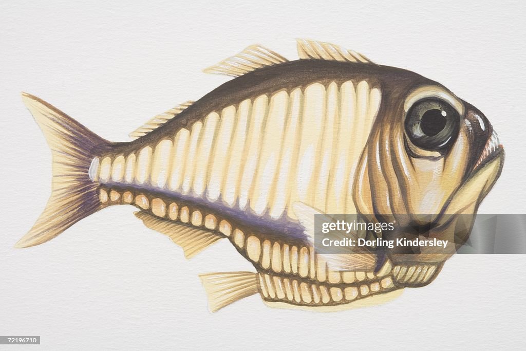 Argyropelecus affinis, Marine Hatchetfish, side view.