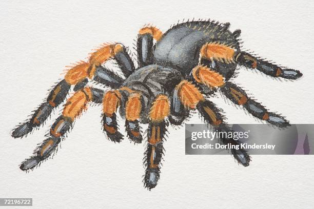 mexican red-kneed tarantula (brachypelma smithi), bird-eating spider. - red kneed spider stock illustrations