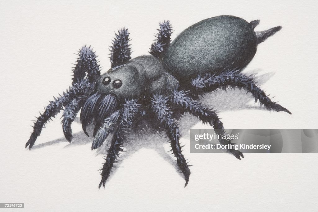 Sydney Funnel-web Spider (atrax robustus).