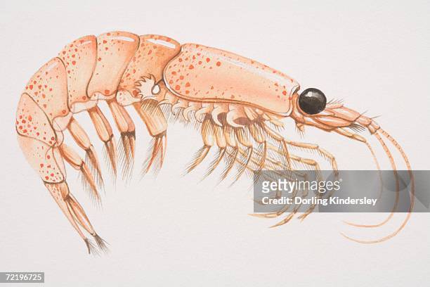 krill (malacostracans), seitenansicht. - animal antenna stock-grafiken, -clipart, -cartoons und -symbole