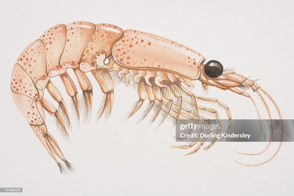 Krill (malacostracans), vista laterale.