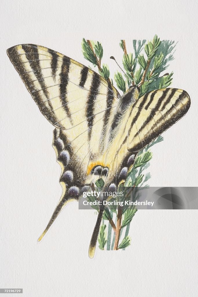 Swallowtail butterfly (papilio machaon), close up.