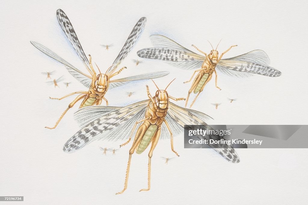 Three Desert Locusts (schistocerca gregaria) in flight, front view.