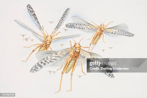Many Locusts 674 Swarm Of Locusts Stock Photos, High-Res Pictures, and Images ...