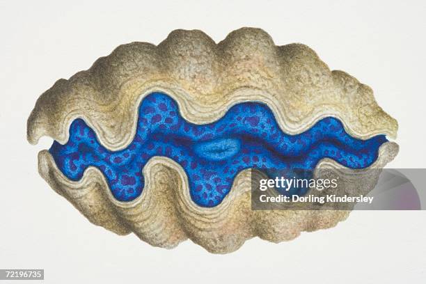 clam with brown shell and a blue centre, side view. - clam stock illustrations