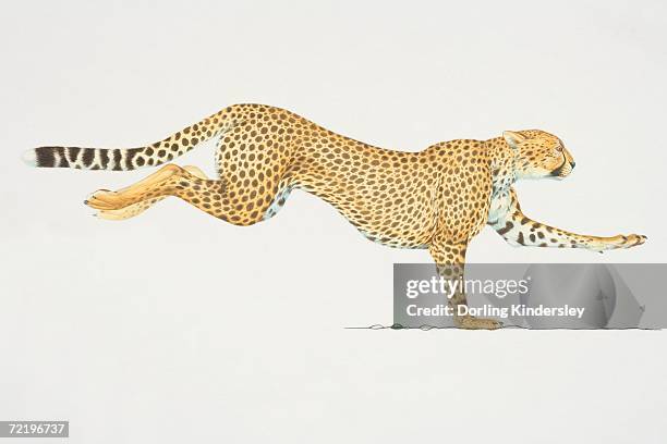 bildbanksillustrationer, clip art samt tecknat material och ikoner med cheetah (acinonyx jubatus) running, side view. - gepard