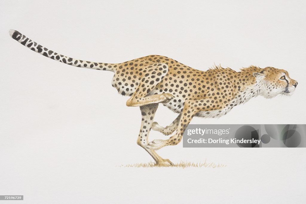 Cheetah (acinonyx jubatus) running, side view.
