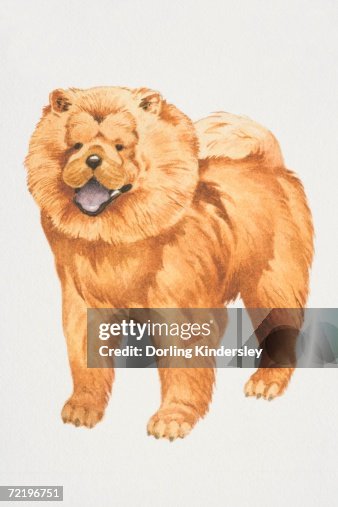 Chow chow, (canis familiaris), front view. Chow chow, (canis familiaris), front view.