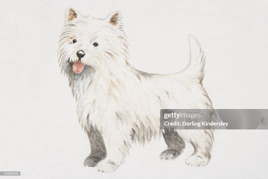 West Highland White Terrier (canis familiaris), side view.