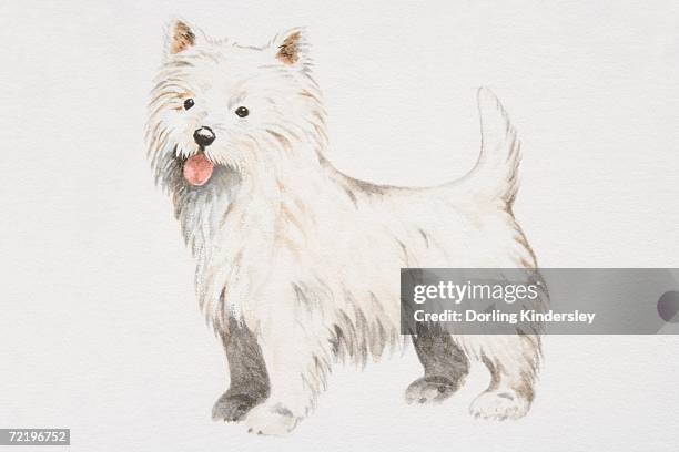 West Highland White Terrier Side View High-Res Vector Graphic
